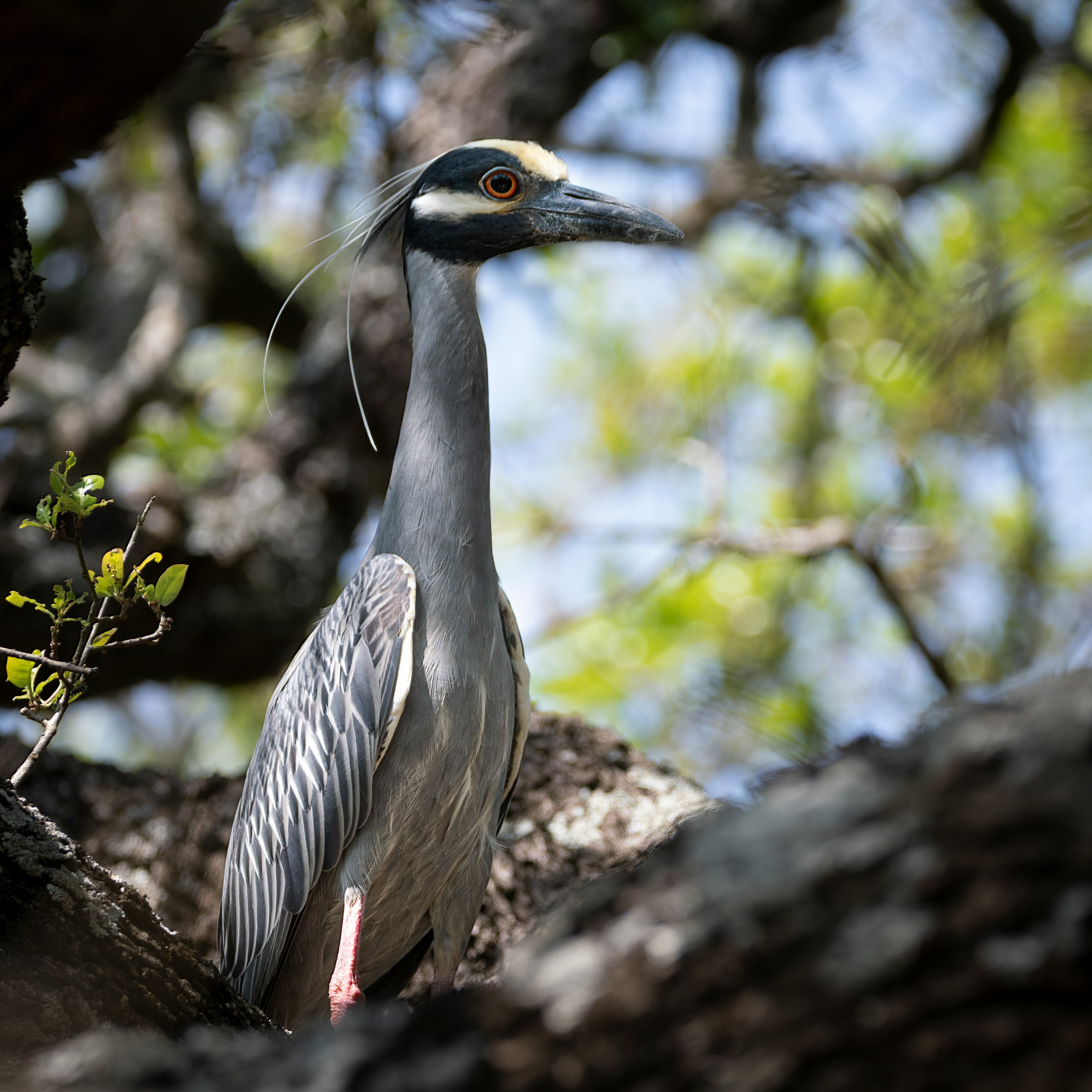 gray bird on brown tree branch during daytime